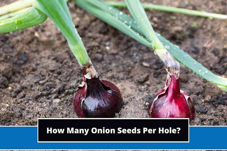 How Many Onion Seeds Per Hole