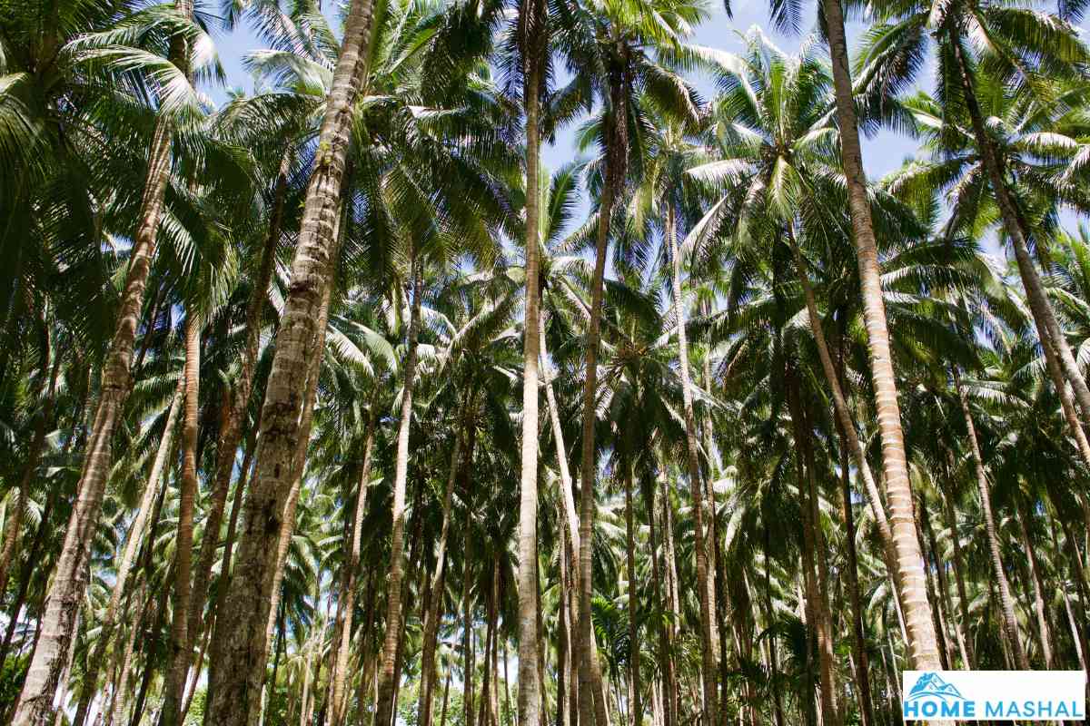 White Fungus On Palm Tree Trunk (Causes & Remedies)