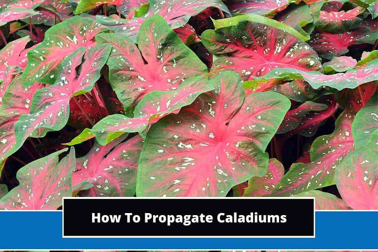 How To Propagate Caladiums