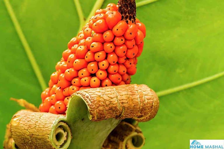 How To Propagate Caladiums (The Easiest Way)