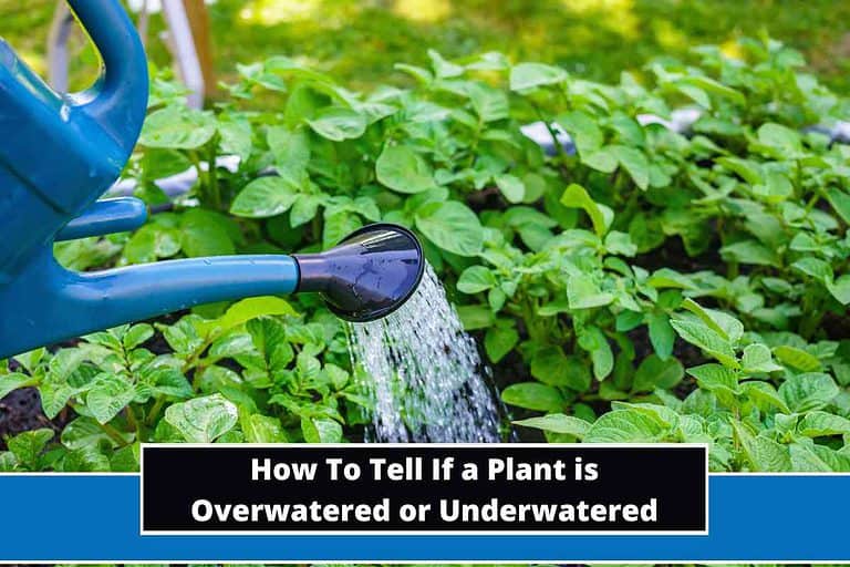 How To Tell If a Plant is Overwatered or Underwatered