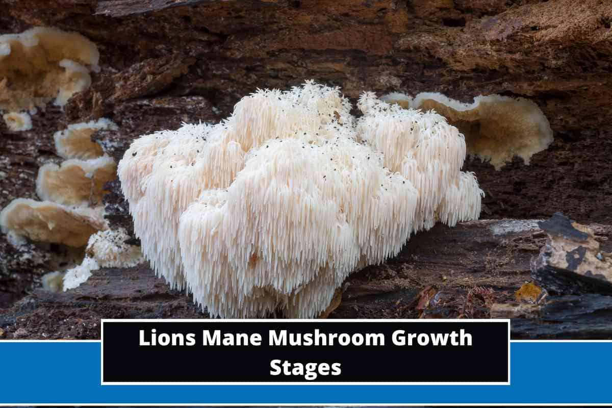 Lions Mane Mushroom Growth Stages