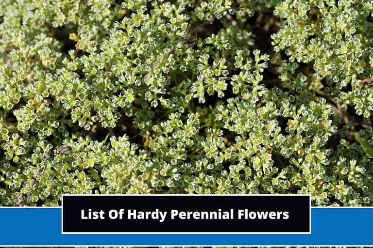 List Of Hardy Perennial Flowers
