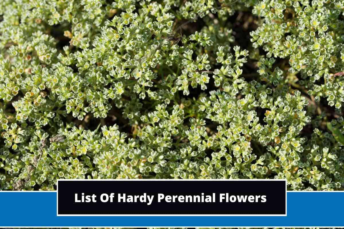 6 List Of Hardy Perennial Flowers (With Photos)