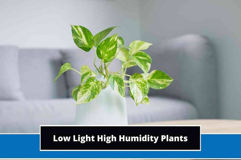 Low Light High Humidity Plants