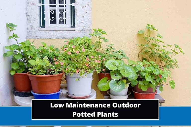 Low Maintenance Outdoor Potted Plants
