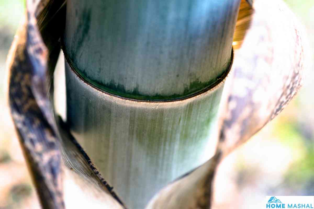 Top 10 Fastest Growing Bamboo Trees (With Photos)