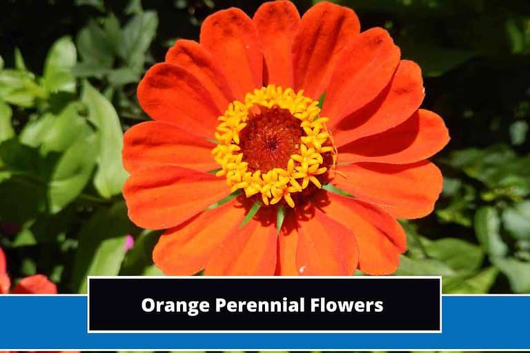 Orange Perennial Flowers
