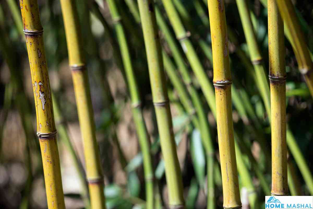 Top 10 Fastest Growing Bamboo Trees (With Photos)