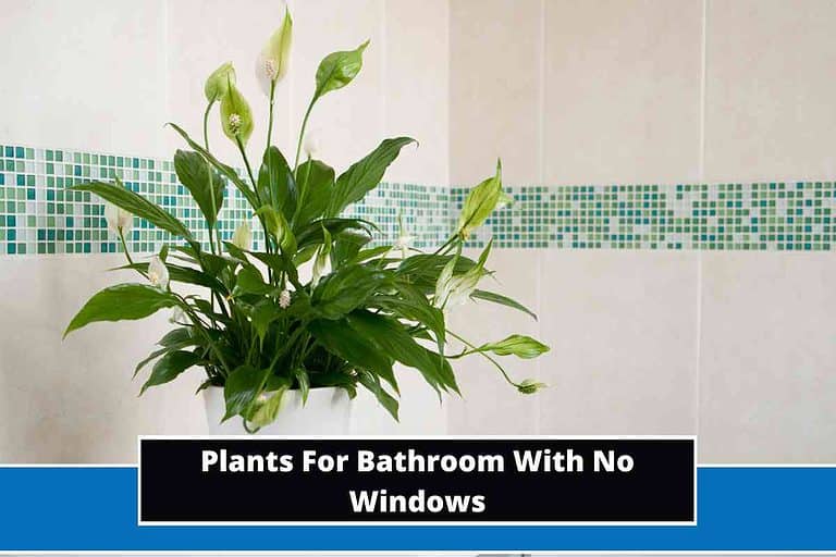 Plants For Bathroom With No Windows