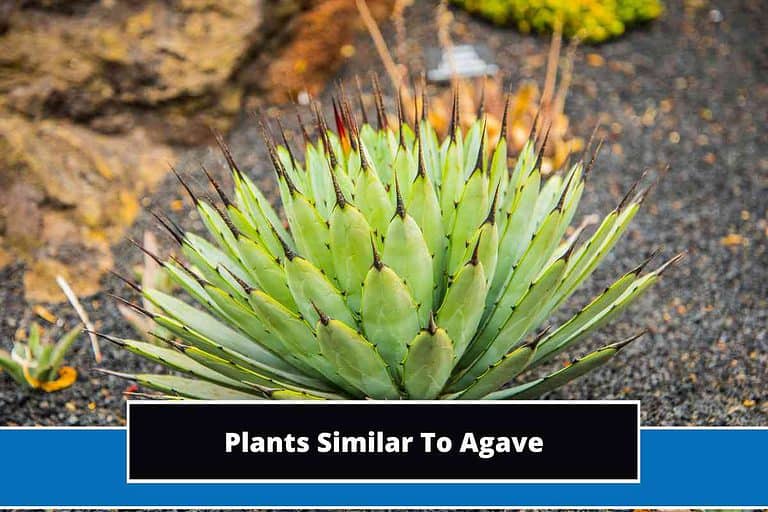 Plants Similar To Agave