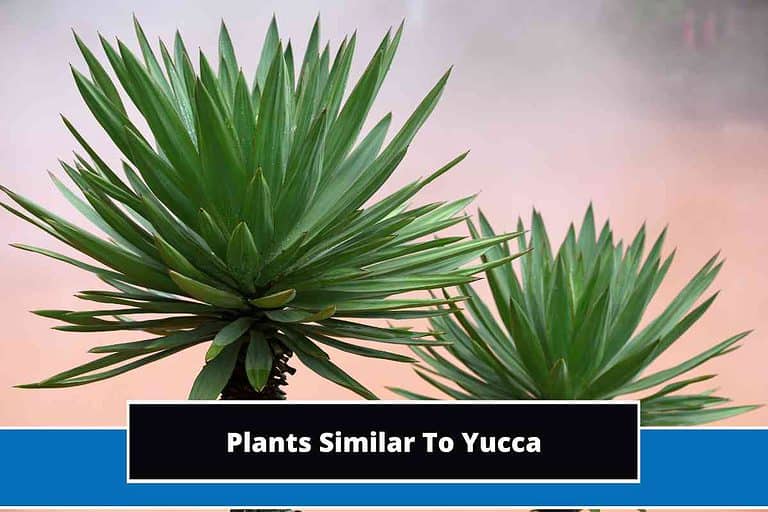 Plants Similar To Yucca