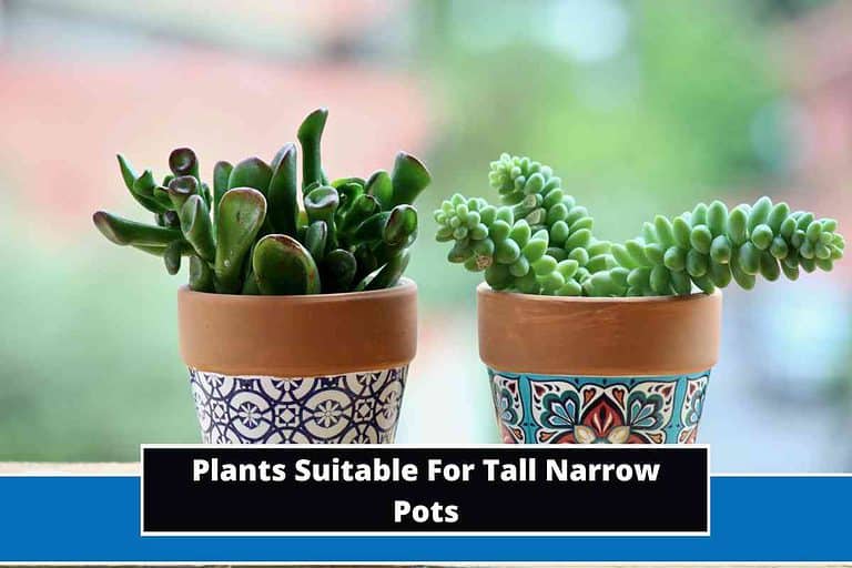 Plants Suitable For Tall Narrow Pots