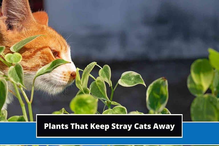 Plants That Keep Stray Cats Away