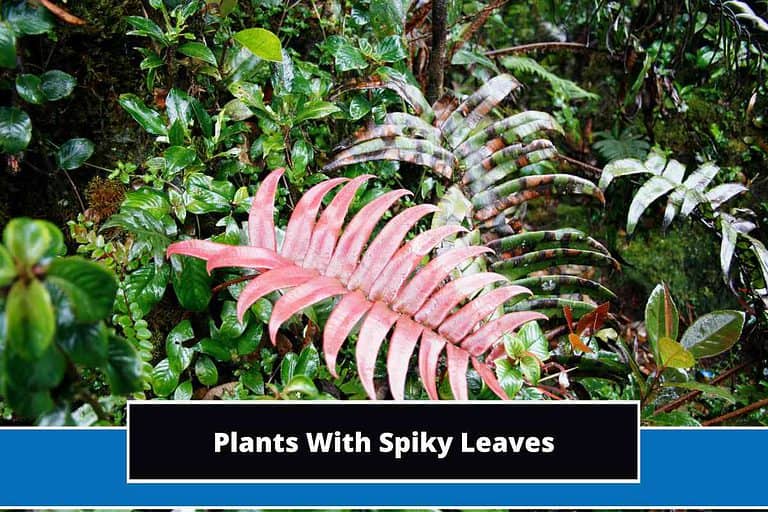 Plants With Spiky Leaves