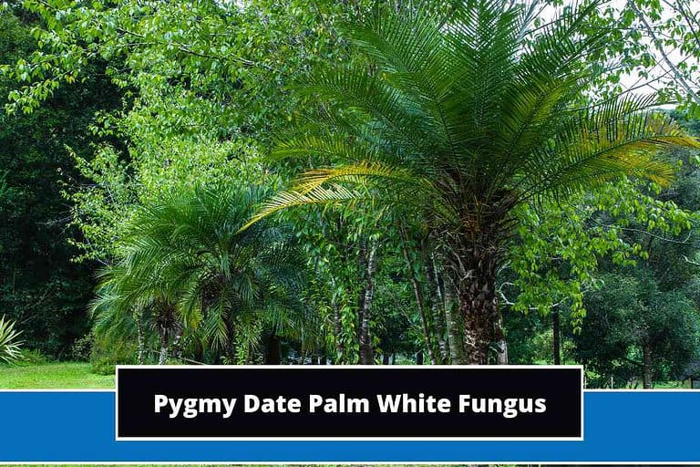 Pygmy Date Palm White Fungus