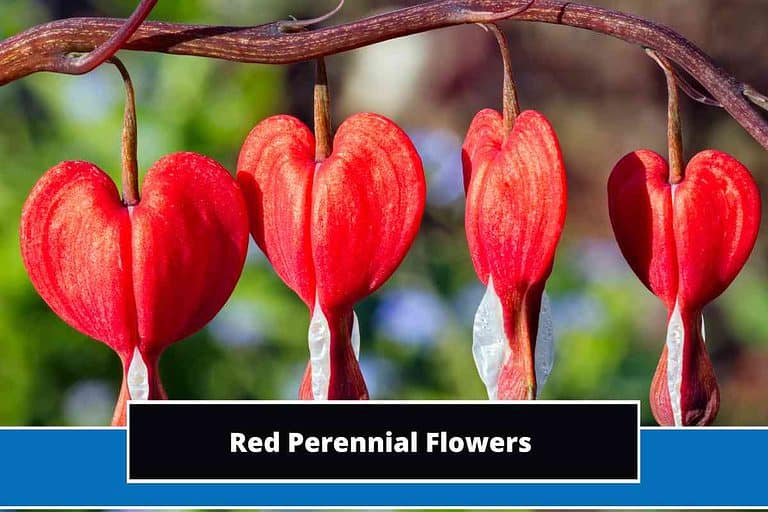 Red Perennial Flowers