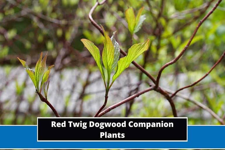 Red Twig Dogwood Companion Plants