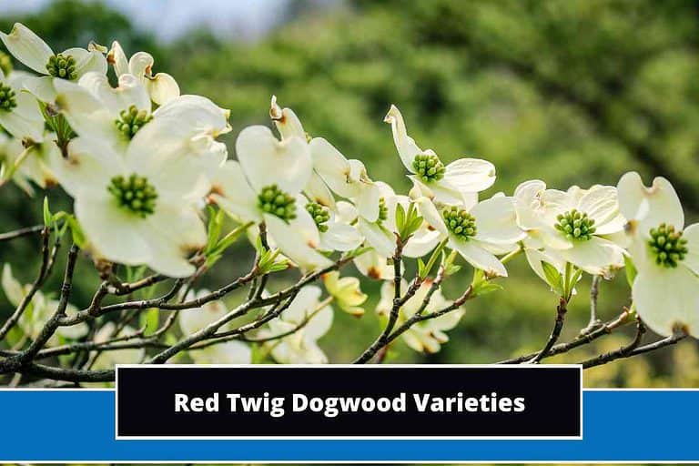 Red Twig Dogwood Varieties