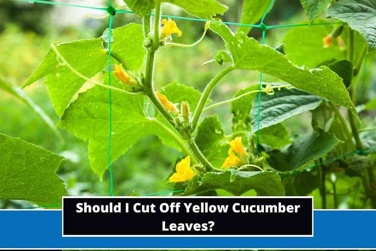 Should I Cut Off Yellow Cucumber Leaves