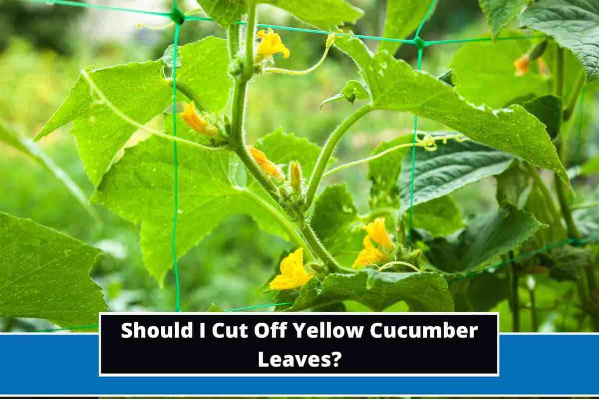 Should I Cut Off Yellow Cucumber Leaves?