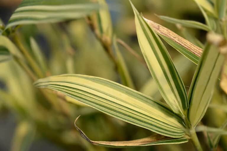 Top 10 Fastest Growing Bamboo Trees (With Photos)