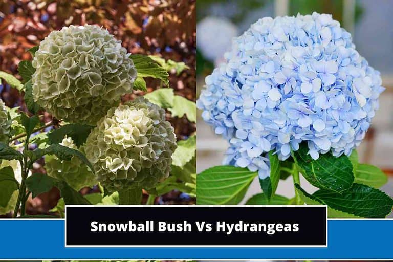 Snowball Bush Vs Hydrangeas