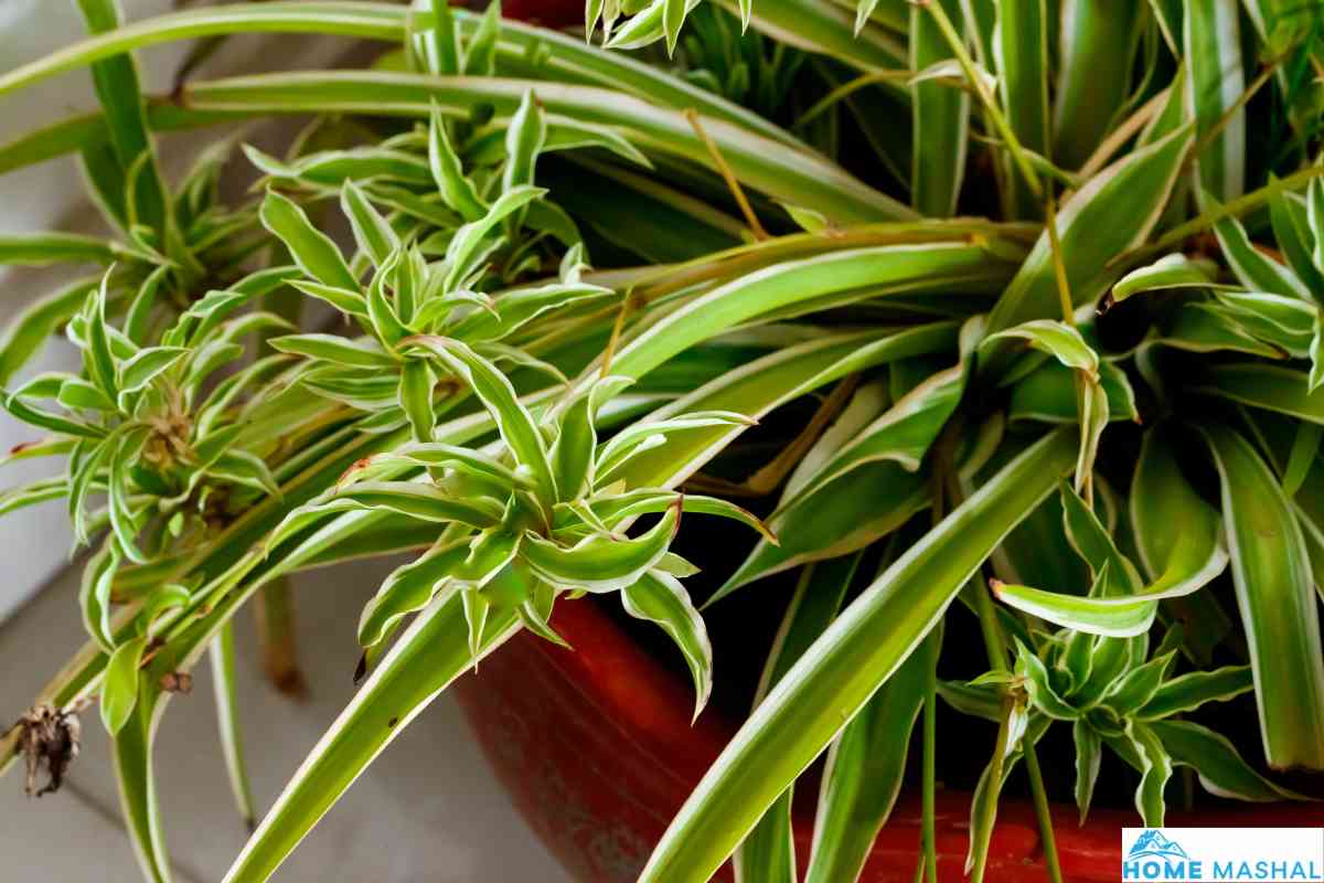 What Plants Like To Be Root Bound? (6 Known Plants)