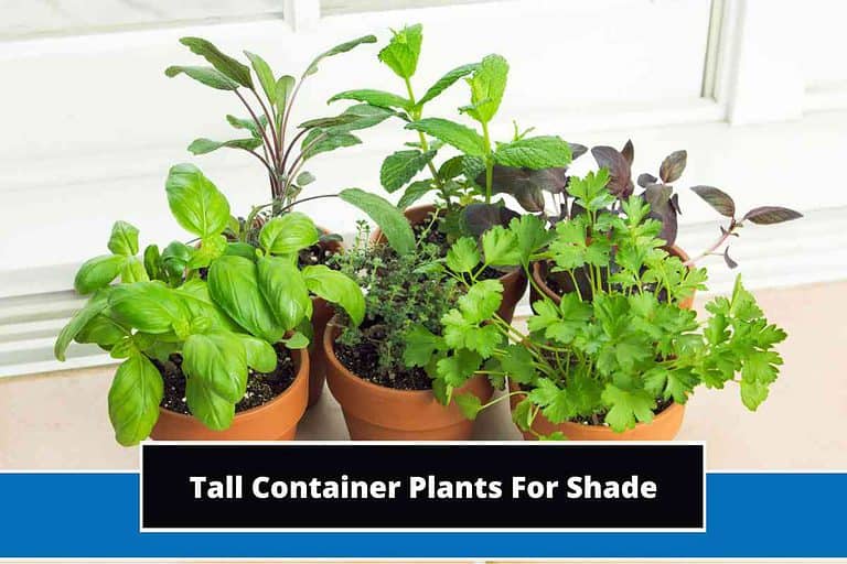 Tall Container Plants For Shade
