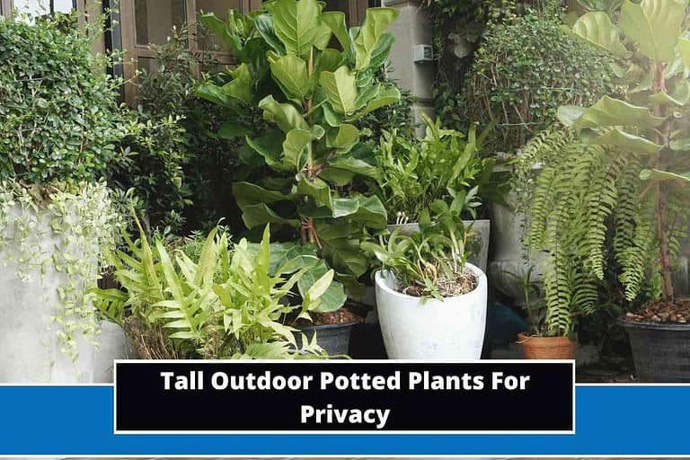 Tall Outdoor Potted Plants For Privacy