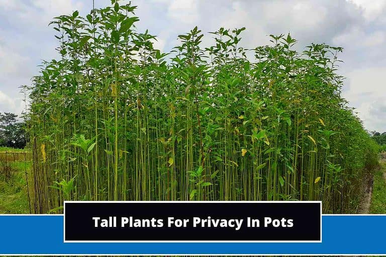 Tall Plants For Privacy In Pots
