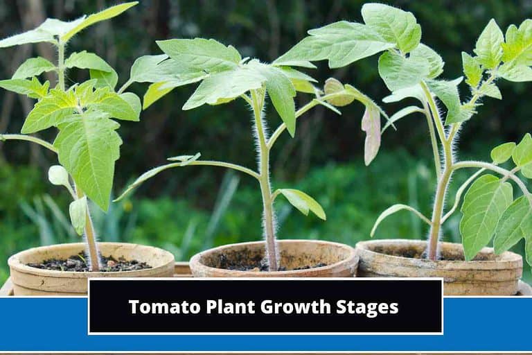 Tomato Plant Growth Stages 