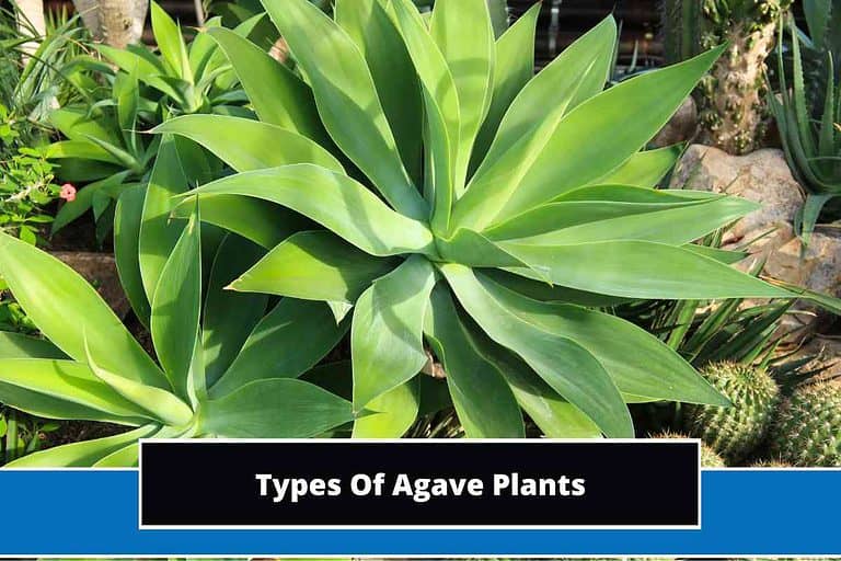 Types Of Agave Plants