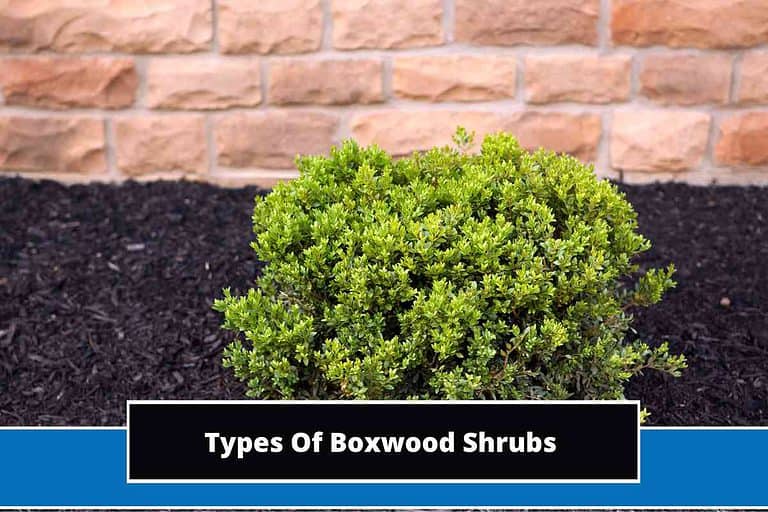 Types Of Boxwood Shrubs