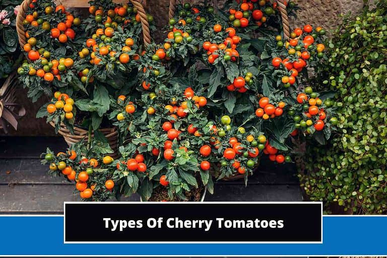 Types Of Cherry Tomatoes