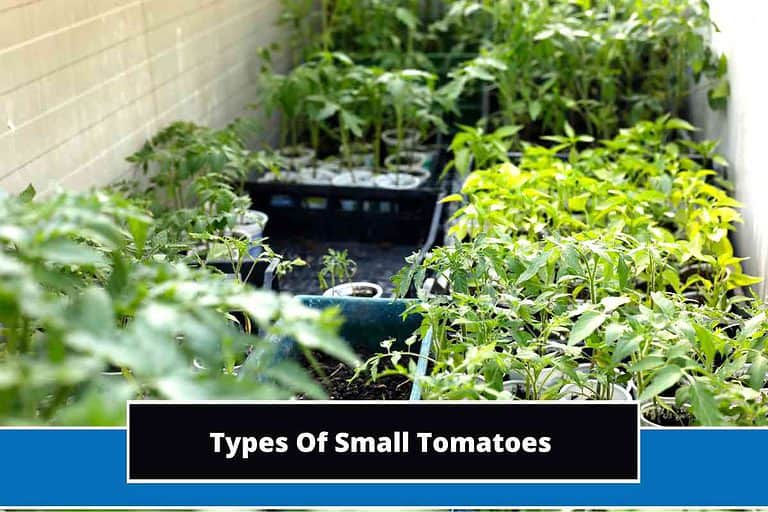 Types Of Small Tomatoes