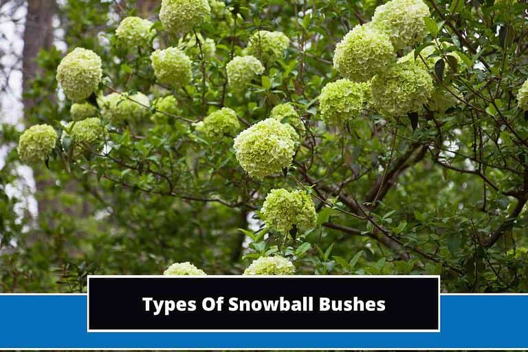Types Of Snowball Bushes