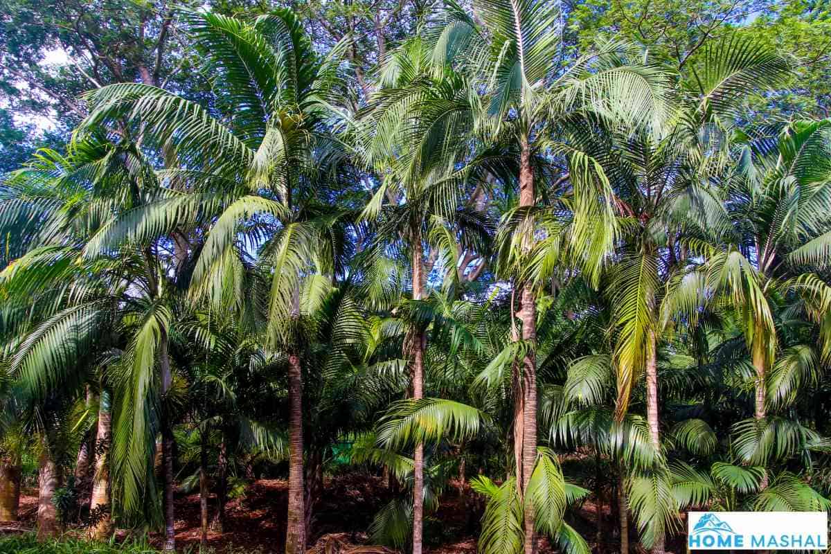 White Fungus On Palm Tree Trunk (Causes & Remedies)