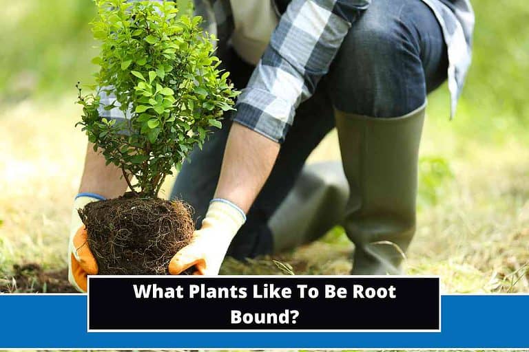 What Plants Like To Be Root Bound