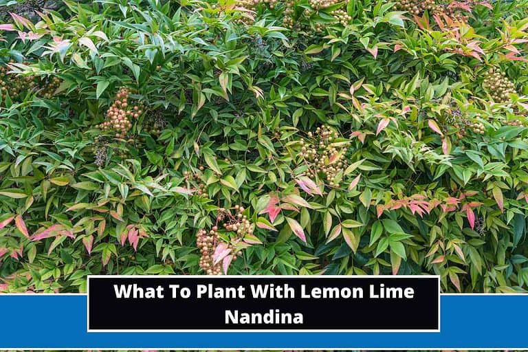 What To Plant With Lemon Lime Nandina