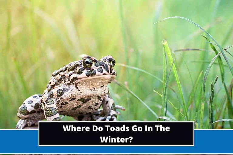 Where Do Toads Go In The Winter