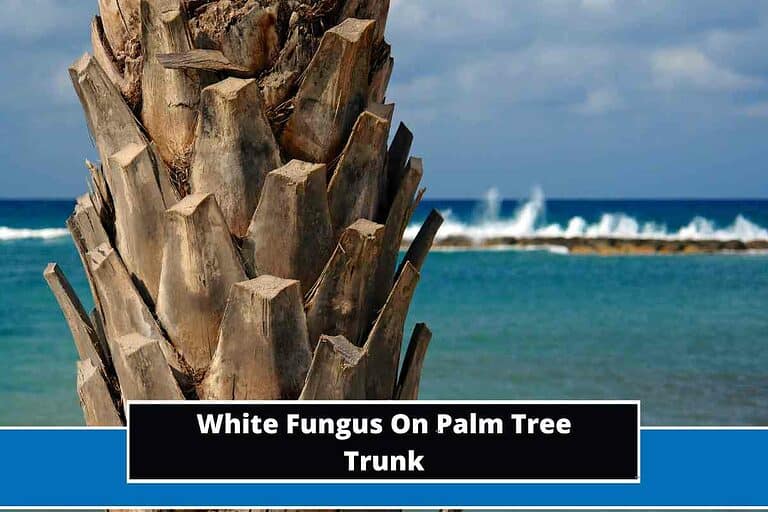White Fungus On Palm Tree Trunk