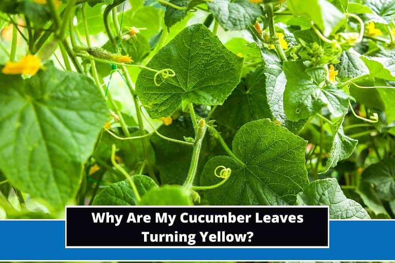 Why Are My Cucumber Leaves Turning Yellow