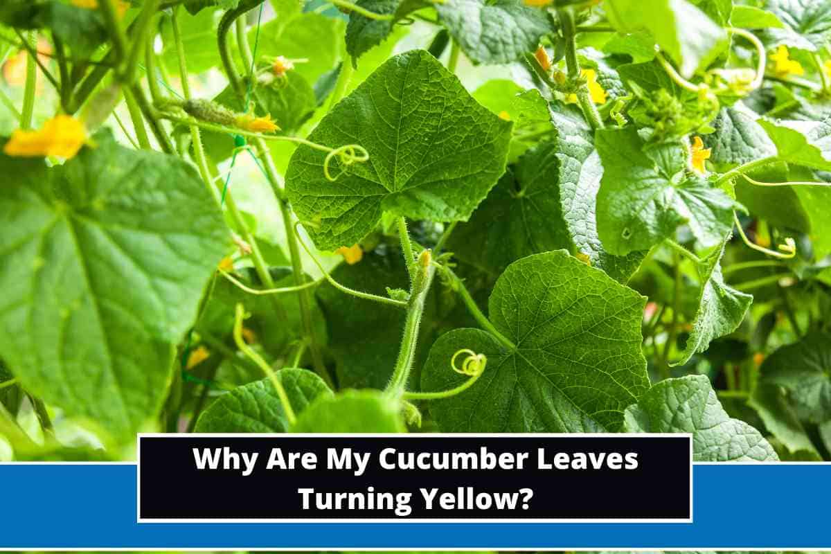 Why Are My Cucumber Leaves Turning Yellow?