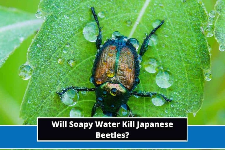 Will Soapy Water Kill Japanese Beetles