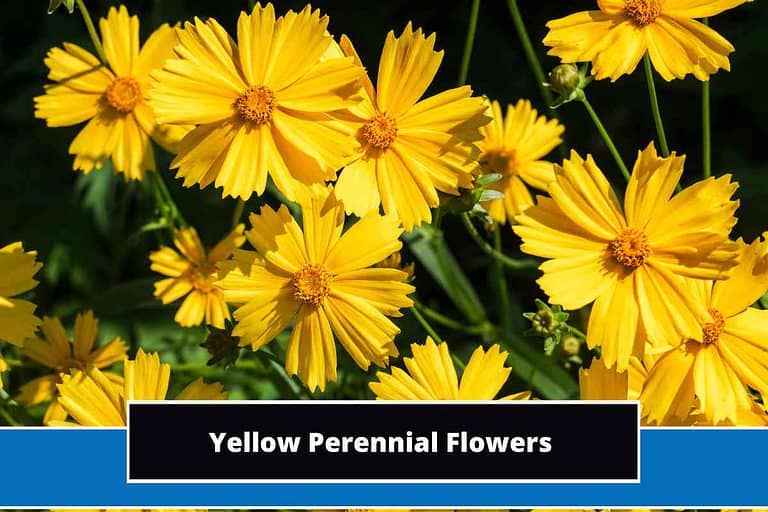 Yellow Perennial Flowers