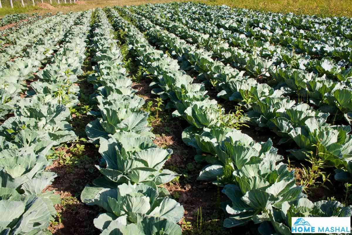 5 Different Cabbage Growth Stages (Explained)