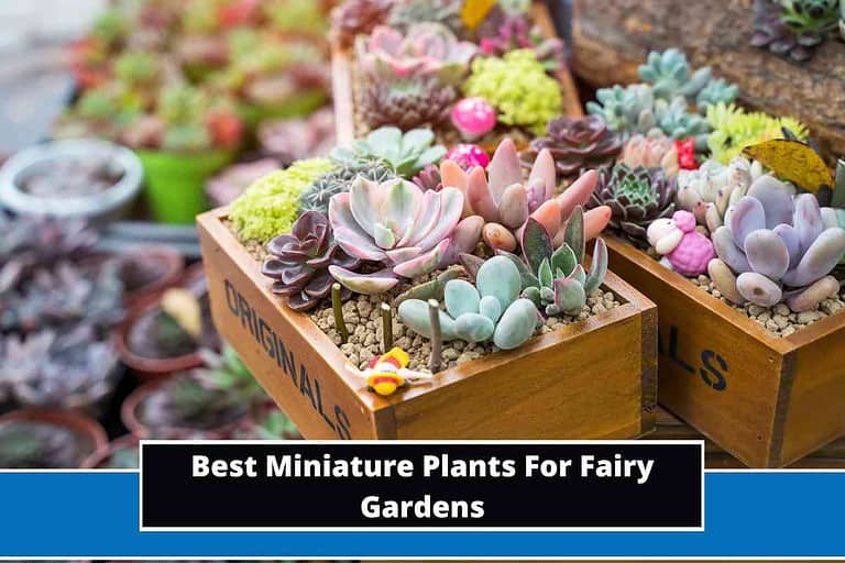 Miniature Plants For Fairy Gardens