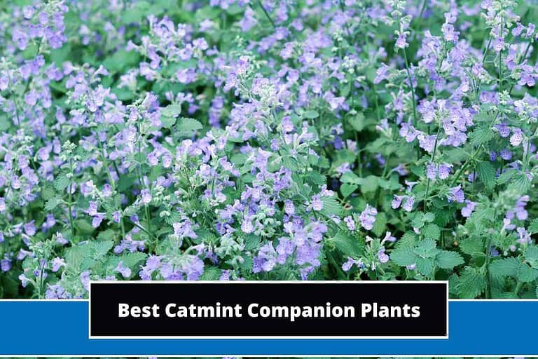 Catmint Companion Plants