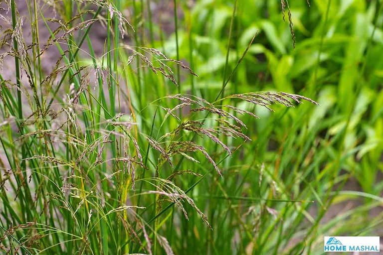 17 Best Tall Ornamental Grasses For Shades